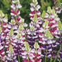 Lupin 'Avalune Mixed' - Seeds