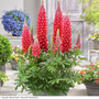 Lupin 'Beefeater'