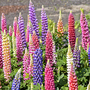 Lupin 'Gallery Dwarf Mix'