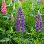 Lupin 'Legendary Blue Shades'