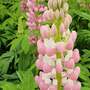 Lupin 'Lupini Pink'