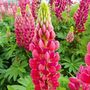 Lupin 'Lupini Red'