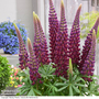 Lupin 'Masterpiece'