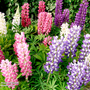 Lupin 'Dwarf Gallery Mixed' - Seeds