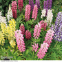 Lupin 'Gallery Dwarf Mix'