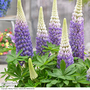 Lupin West Country 'Persian Slippers'