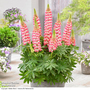 Lupin West Country 'Rachel de Thame'