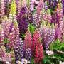 Lupin 'Russell Hybrids Mixed'