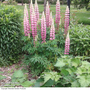 Lupin 'The Chatelaine'