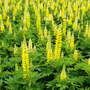 Lupin 'Lupini Yellow'