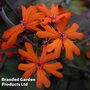 Lychnis x arkwrightii 'Orange Zwerg'