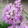 Lychnis Alpina