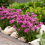 Lychnis viscaria 'Cherry Bubble'