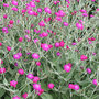 Lychnis coronaria