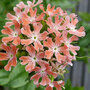 Lychnis chalcedonica Dusky Pink