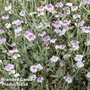 Lychnis coronaria 'Oculata'