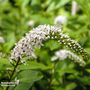 Lysimachia ephemerum