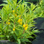 Lysimachia thyrsiflora (Marginal Aquatic)