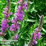 Lythrum virgatum 'Rosy Gem'