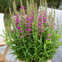 Lythrum salicaria 'Little Robert'