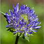 Jasione laevis