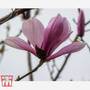 Magnolia 'Galaxy'