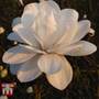 Magnolia x loebneri 'Mag's Pirouette'