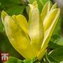 Magnolia 'Daphne'