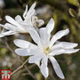 Magnolia stellata