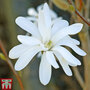 Magnolia stellata 'Royal Star'