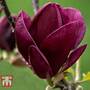 Magnolia 'Genie'