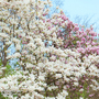 Magnolia x soulangeana 'Alba Superba'