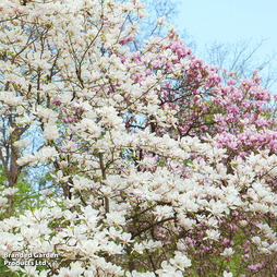 Magnolia x soulangeana 'Alba Superba'