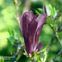 Magnolia 'Black Beauty'