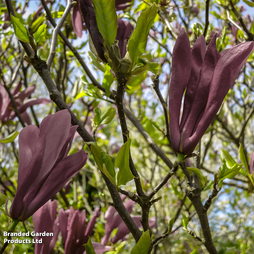 Magnolia 'Black Beauty'