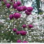 Magnolia 'Black Tulip'