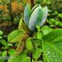 Magnolia 'Blue Baby'