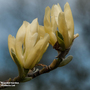 Magnolia 'Butterflies'
