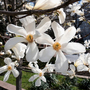 Magnolia denudata 'Double Diamond'