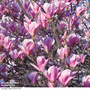 Magnolia 'Heaven Scent' (Mature Tree)