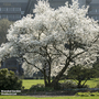 Magnolia kobus (Mature Tree)