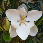 Magnolia grandiflora 'Little Gem'