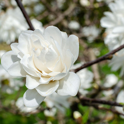 Magnolia 'Pirouette'