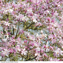 Magnolia stellata 'Rosea'