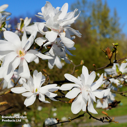 Magnolia stellata 'Royal Star'