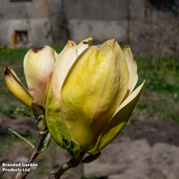 Magnolia 'Sunsation'