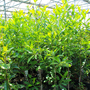 Magnolia virginiana