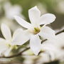 Magnolia salicifolia 'Wada's Memory' (Mature Tree)
