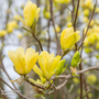 Magnolia x brooklynensis 'Yellow Bird'