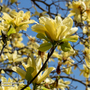 Magnolia x brooklynensis 'Yellow Bird'